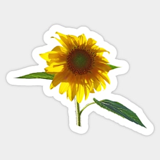 Sunflowers - Worshipping the Sun Sticker